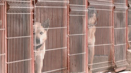 Zima to trudny czas dla zwierząt, pamiętajmy o nich