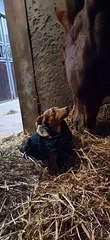 Nothing Stands Between A Horse And His Hay