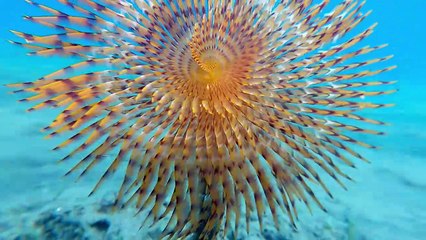 A Flower Beneath The Waves