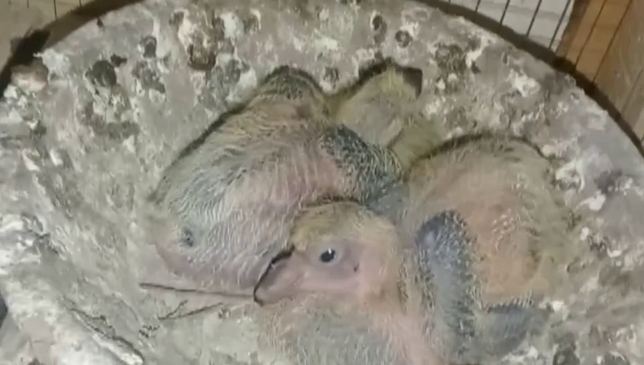 حل مشكلة أن يطلع عندك زغلول كبير والتاني صغير بطريقة صحيحة وسهله