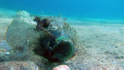 Octopus Makes It Home in a Plastic Bottle