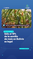 Sólo el 15% de la semilla de maíz en Bolivia es legal