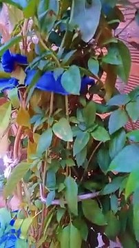 هادي هيا العاءالة ليولات للاسف