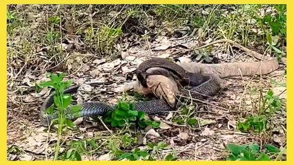 The moment of deception of the mongoose with the sheikh snake