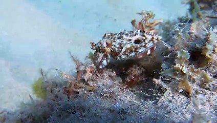Baby Cuttlefish Swims Along Ocean Floor