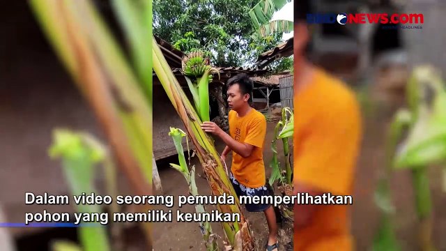 Unik! Buah Pisang Tumbuh di Dalam Batang Pohon di Pati