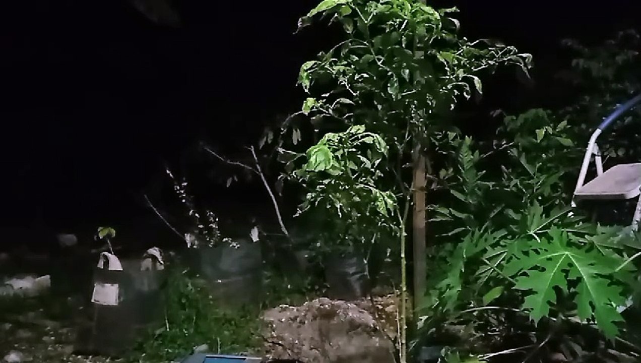 Silent night decorated with the sound of crickets and insects behind Indonesian rural houses