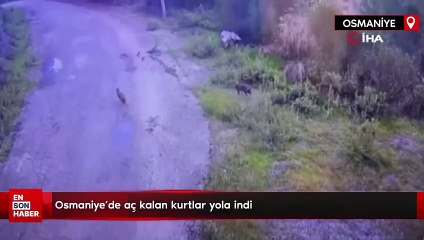 Osmaniye'de aç kalan kurtlar yola indi