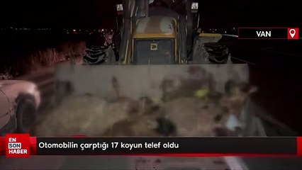 Vanda'da otomobilin çarptığı 17 koyun telef oldu