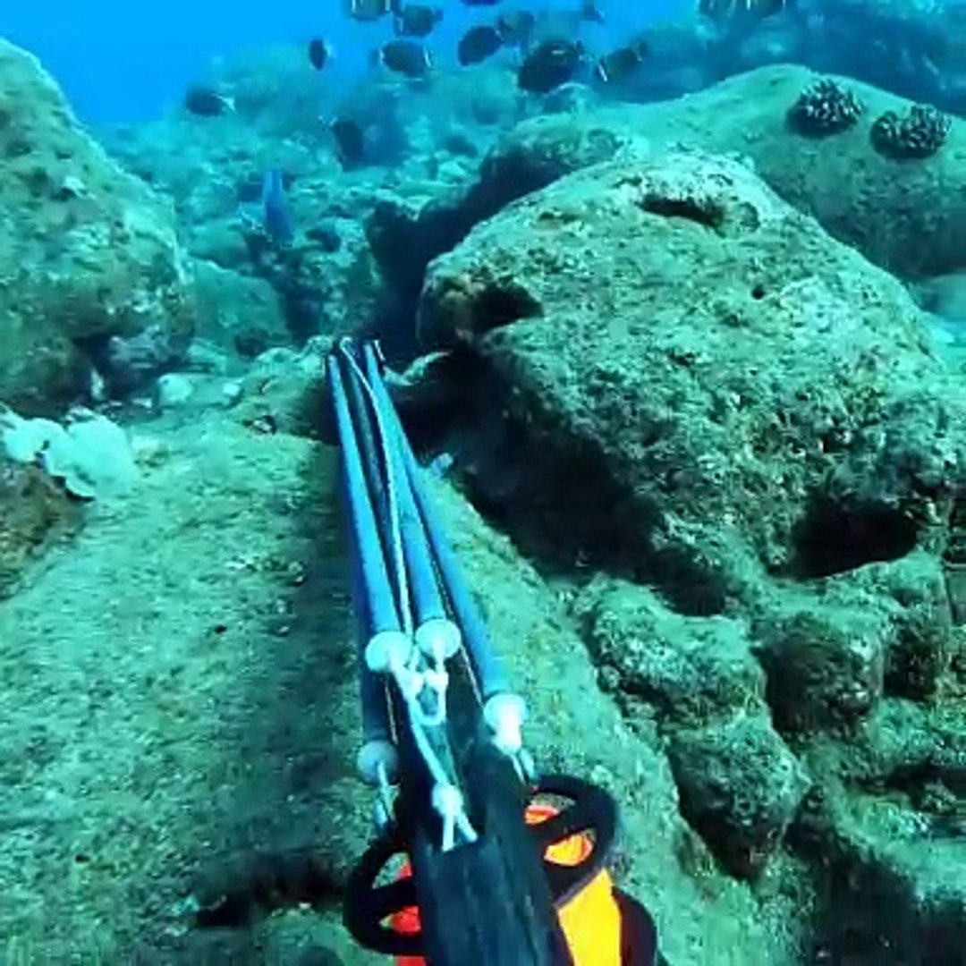 ⁣Underwater Hunting Hawaii Octopus