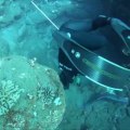 The Best Spot for Spearfishing Giant Fish