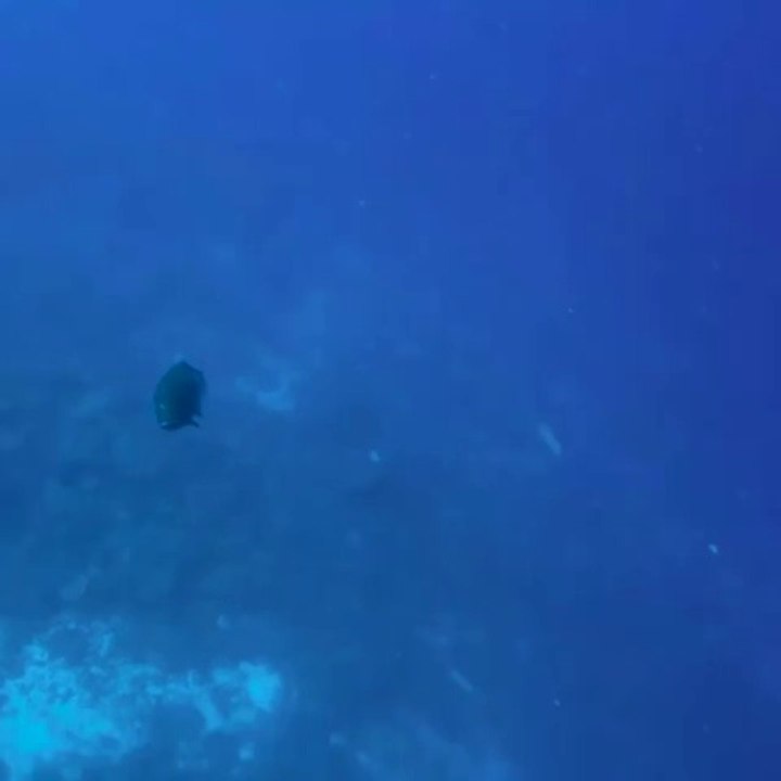 Spearfishing for Giant tuna and coral trout in Fiji