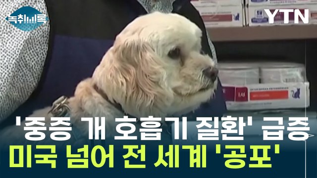 미국에서 급증하는 '중증 개 호흡기 질환'...전 세계 공포 [Y녹취록] / YTN