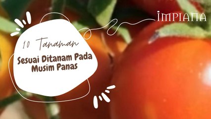 10 Tanaman Sesuai Ditanam Pada Musim Panas