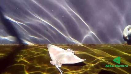 Menakjubkan proses ikan pari melahirkan anaknya