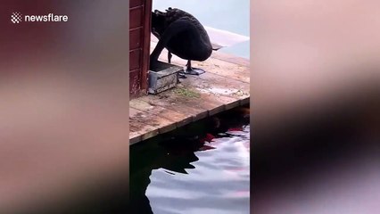 Un cygne vient nourrir les carpes... trop mignon