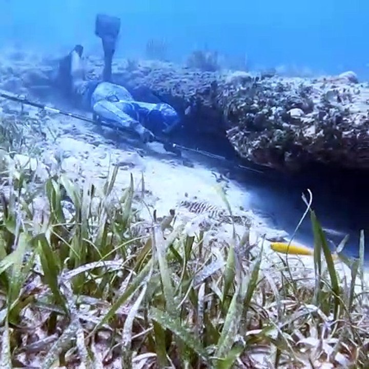 Spearfishing Crashed Underwater Airplane!