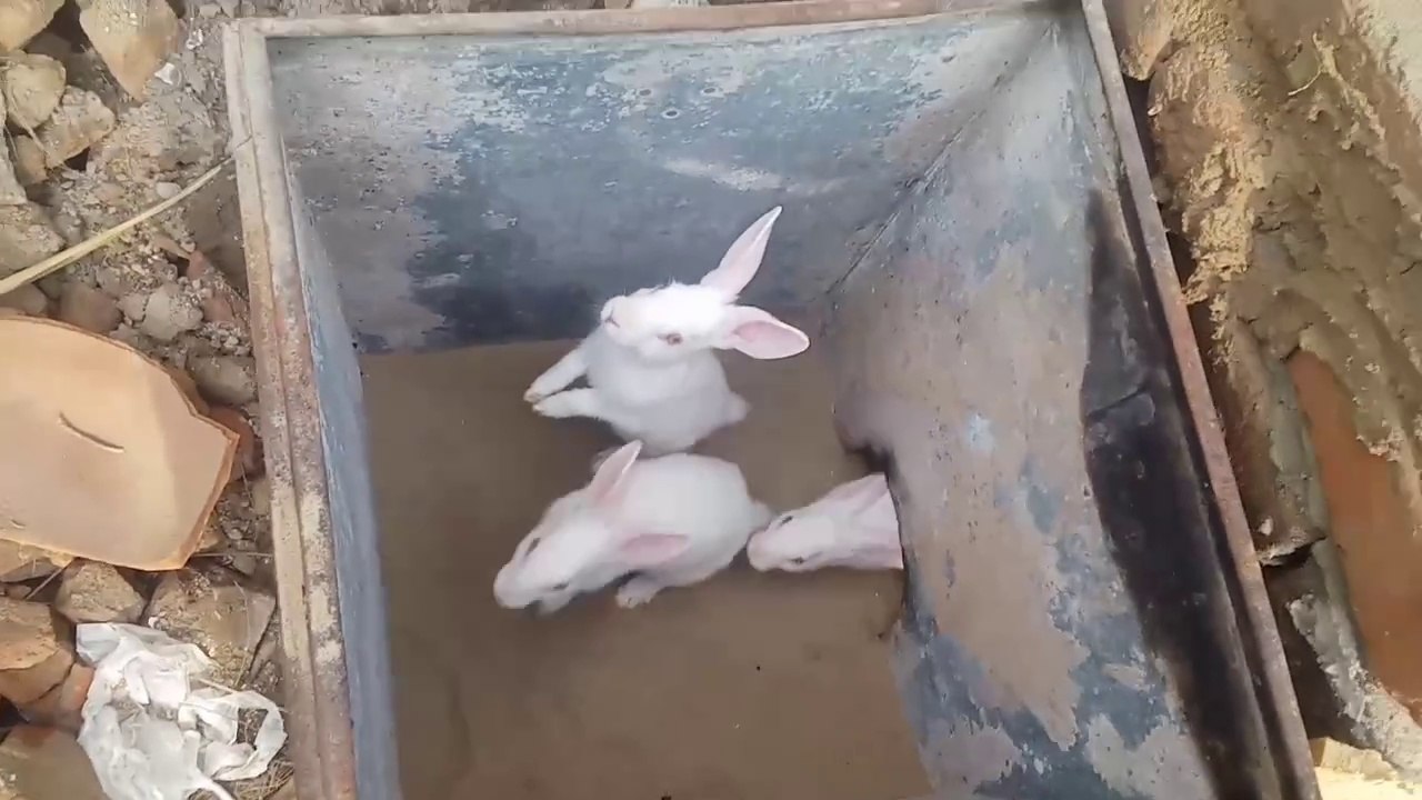 Australia Rabbit