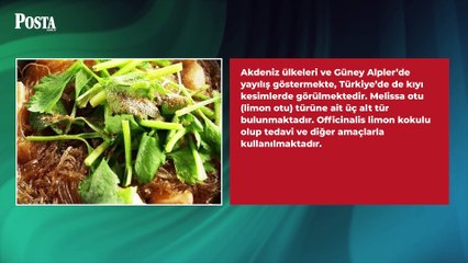 İbn-i Sina’nın yüzyıllar önce verdiği tarif damar tıkanıklığını yok ediyor