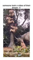 Funny animal videos on Instagram Tiktok #shorts #funnyanimals #مضحك