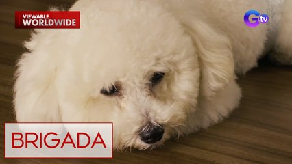 Mga alagang hayop na nawawala, matatagpuan pa kaya? | Brigada