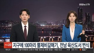 '지구에 100마리뿐' 뿔제비갈매기, 전남 육산도 번식 확인