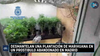 Desmantelan una plantación de Marihuana en un prostibulo abandonado en Madrid