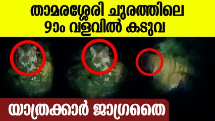 താമരശ്ശേരി ചുരത്തിൽ കടുവയിറങ്ങി, കണ്ടത് 9ാം വളവിൽ