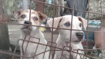 Puppies Made Me LAUGH...Dogs Dog Videos Dog sound Puppy