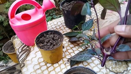 نبات دم العاشق (آرسين أحمر)، رعاية مثالية تكاثر ناجع وسهل وأستخدامات مذهلة