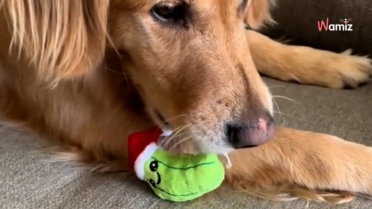 Le chien ne quitte pas sa peluche de chiot : ils lui font une surprise pour Noël qui émeut 1,5M de personnes (vidéo)