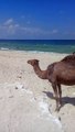 The camel in the beach الجمل وصل البحر يا ناس