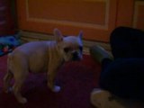 Dyesel une bouledogue rigolotte de 2 mois