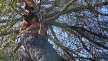 Missing German shepherd found stuck in tree 25-feet in the air