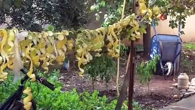 Adana'da tarlada kaldı ve çöpe gitti, meğer bilinmeyen faydası varmış: Dalından kilosu 30 kuruş, kabuğu 17 TL!