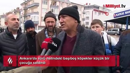 Ankara'da sokak köpekleri küçük çocuğa saldırdı! Durumu ağır
