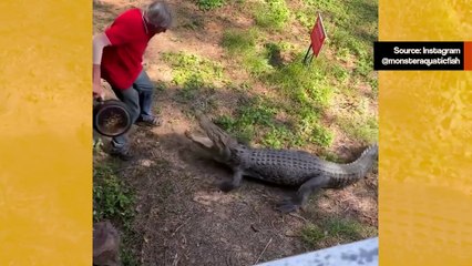 Vaikuttava video: Mies käyttää paistinpannua puolustaakseen itseään krokotiilin hyökkäykseltä
