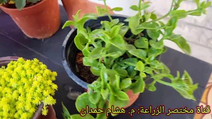 سماد الخميرة للنباتات