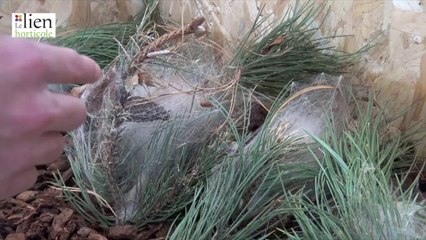 1er prix des Innovations Awards Paysalia 2023 pour Koppert et sa solution Entonem