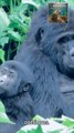 Unveiling the Enigma: Secrets of the Silverback Gorilla Revealed