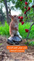 Turtle helps the rabbit to spin