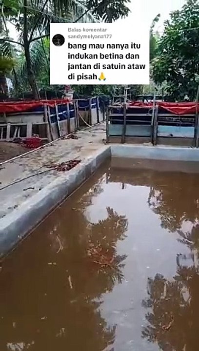 Penempatan induk lele JANTAN dan BETINA❗Dipisah atau disatukan❓ Berikut penjelasannya
