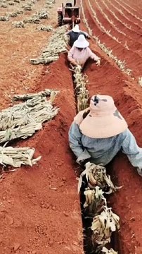 Yam Farming Full Video Part-13#satisfying #short #funny #viral#trending
