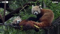 Portogallo, allo zoo di Lisbona il nuovo cucciolo di panda rosso muove i primi passi