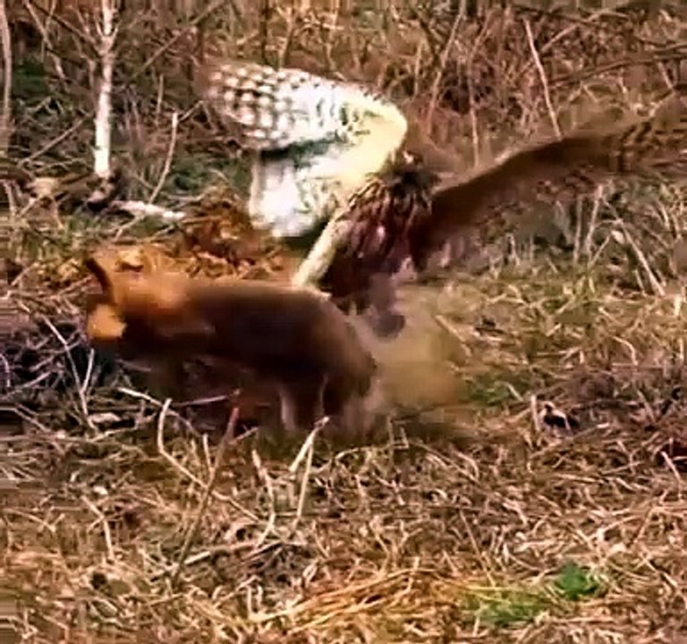 @الصراع للبقاء على الحياة"صراع البرية: مطاردة مثيرة بين النسور والأرانب في عالم الطبيعة"