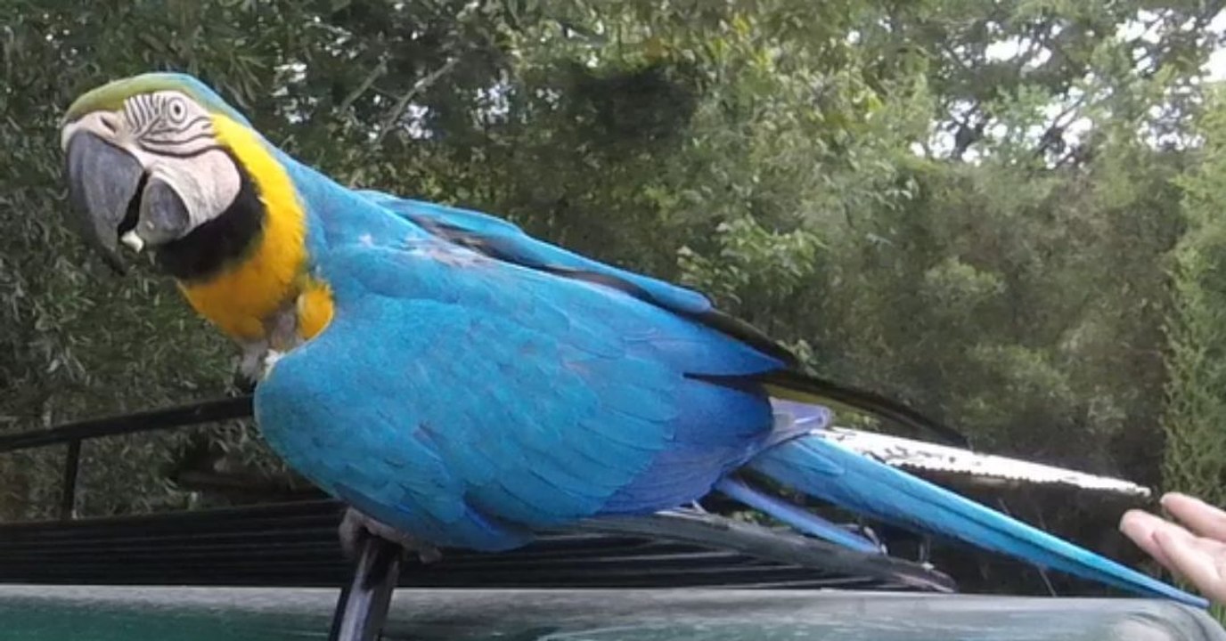 ¿Existe en tu país?