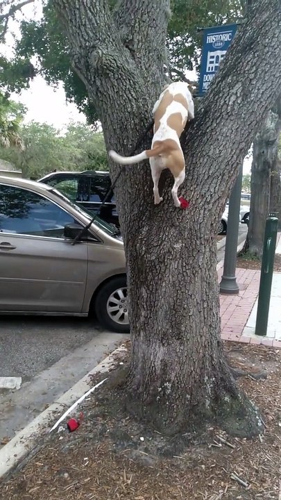 Dog Loves Climbing Oak Trees