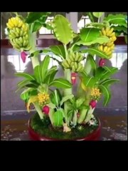 اشجار موز مثمره مزروعه في أصص