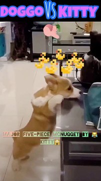Dog & Kitty: The Showdown! ( Hilarious )
