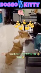 Dog & Kitty: The Showdown! ( Hilarious )